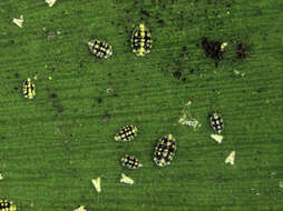 Image of Mealybug