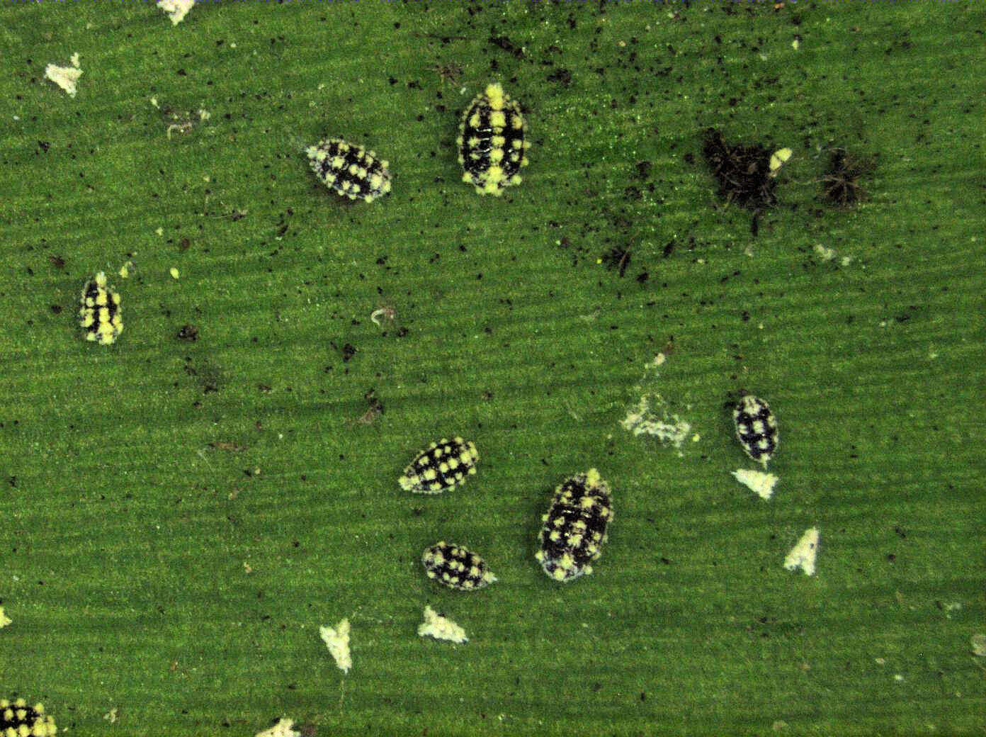 Image of Mealybug