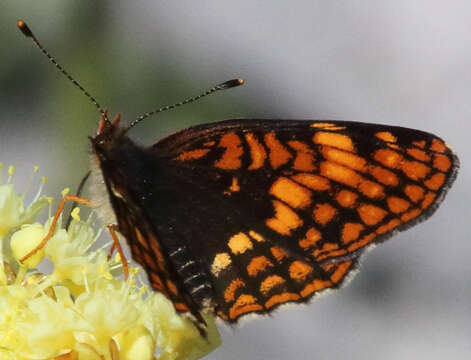 Image of Hoffmann's Checkerspot