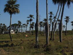 Image de Colpothrinax wrightii Schaedtler