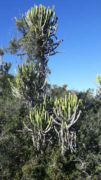 Imagem de Euphorbia triangularis Desf. ex A. Berger