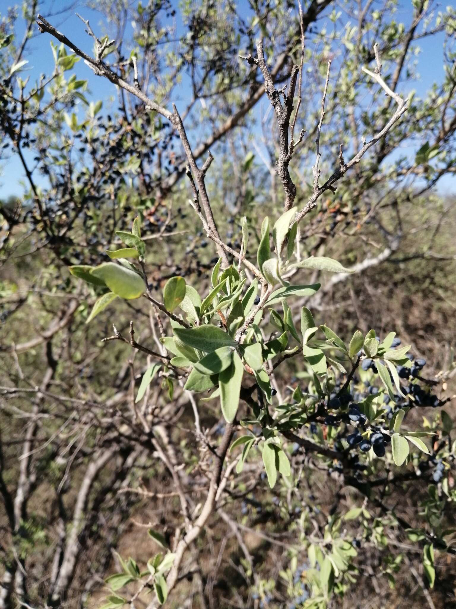 Forestiera tomentosa S. Watson的圖片