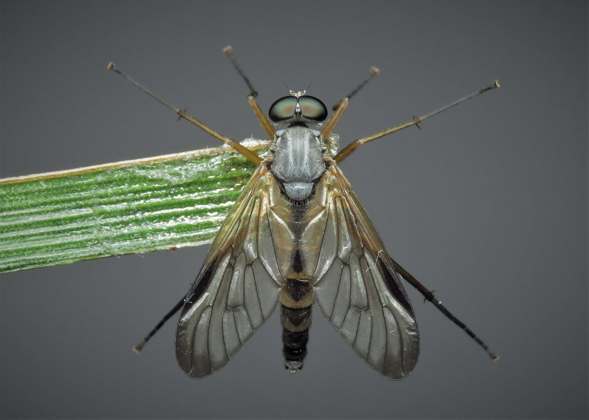 Image of Rhagio vitripennis