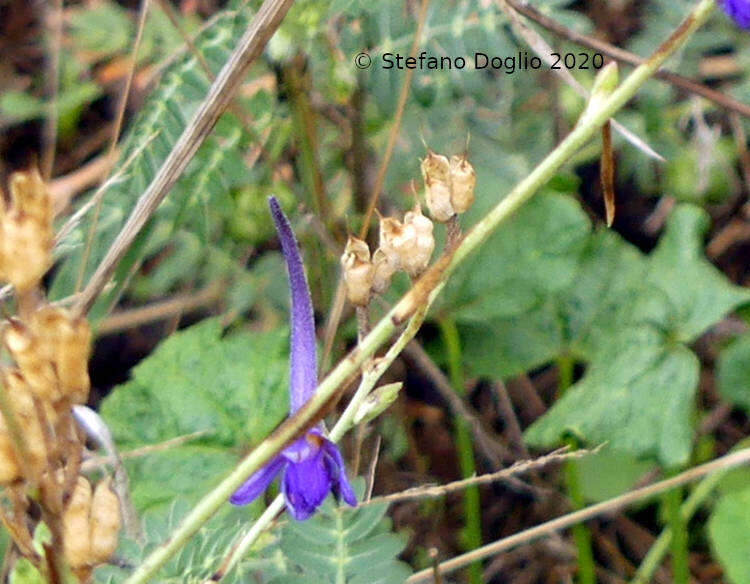 Delphinium halteratum Sm.的圖片