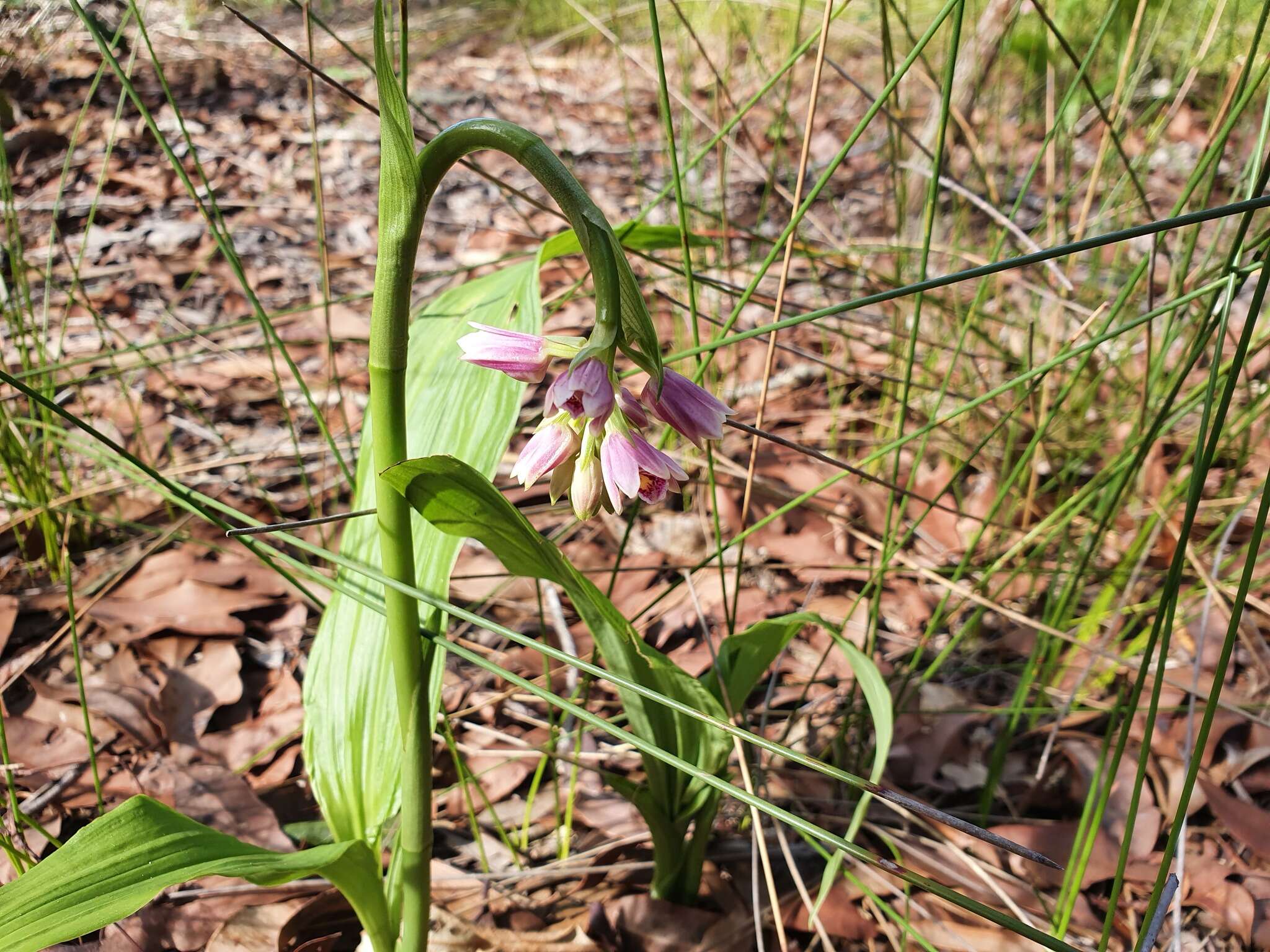 Image of Pink nodding orchid