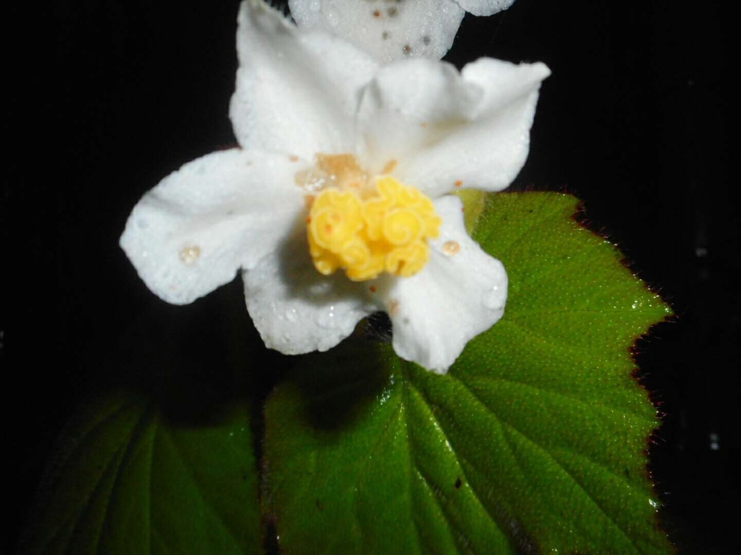 Image of Begonia villifolia Irmsch.