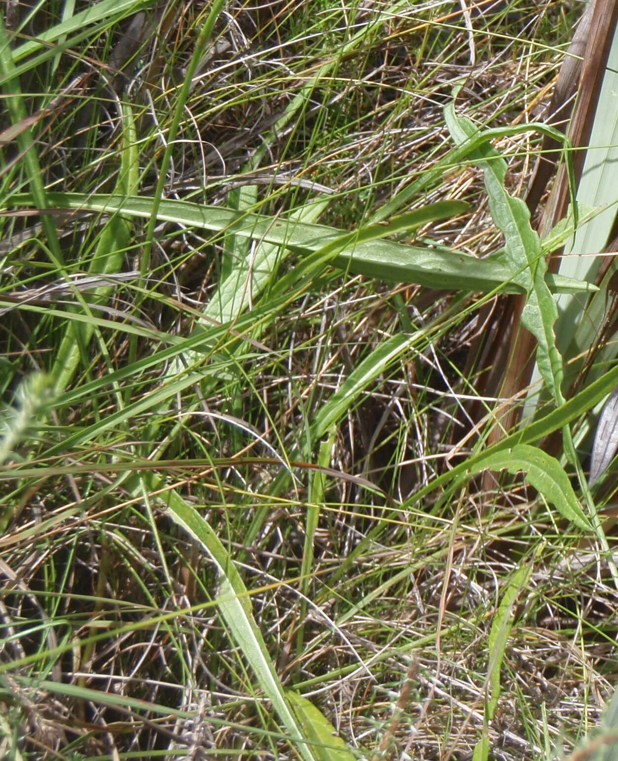 Image of Cephalaria humilis (Thunb.) Roem. & Schult.