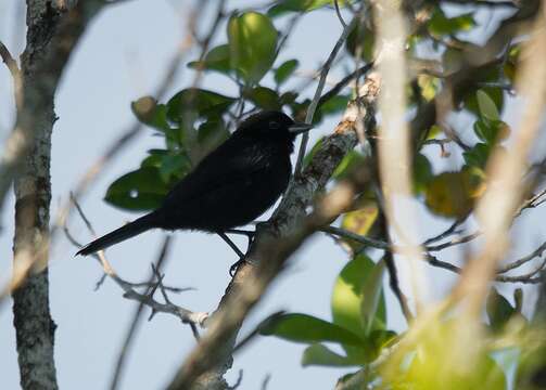 صورة Xenopipo atronitens Cabanis 1847