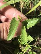 Image de Tragia betonicifolia Nutt.