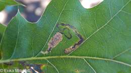 Image of Stigmella nigriverticella (Chambers 1875) Newton et al. 1982