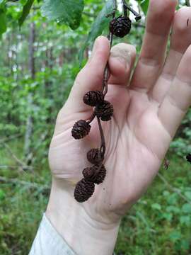 Image of Alnus pubescens Tausch