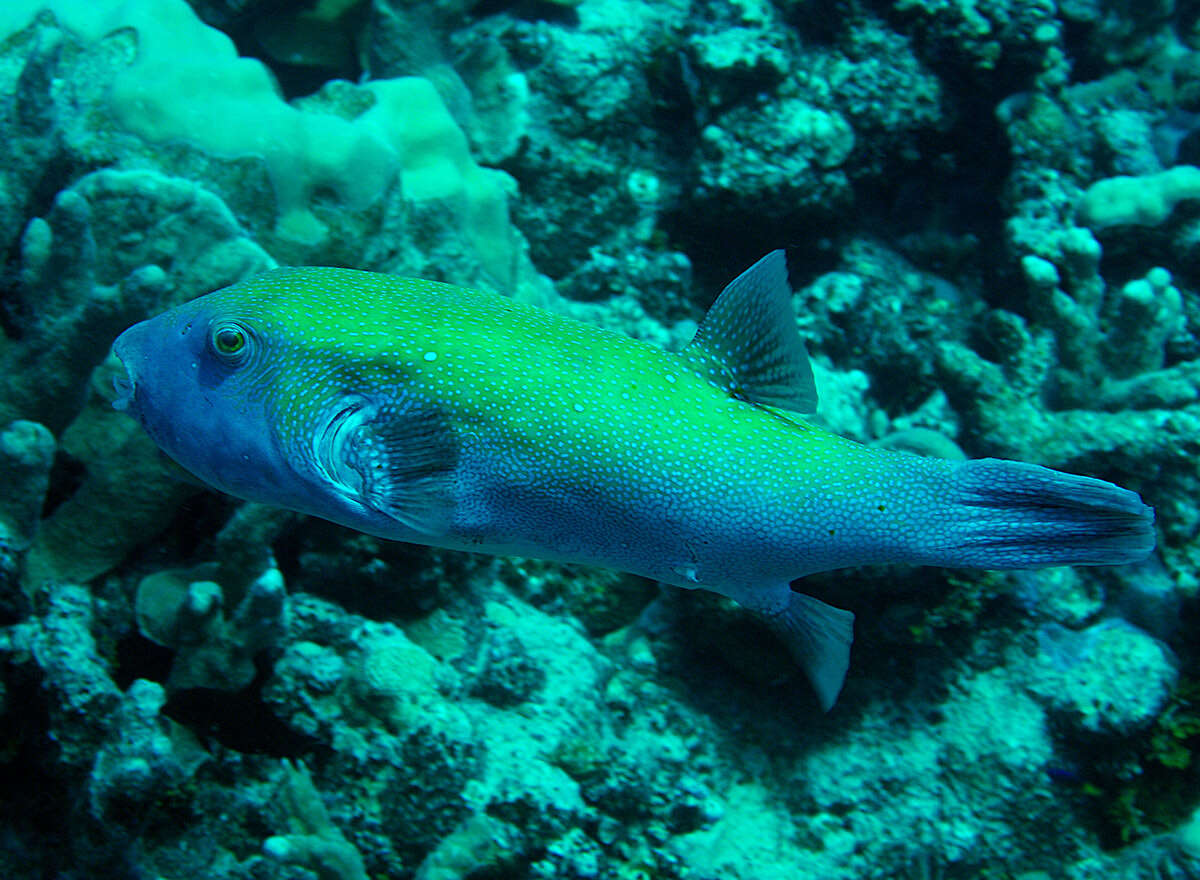 Arothron caeruleopunctatus Matsuura 1994 resmi