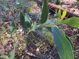 Sivun Acacia pycnantha Benth. kuva