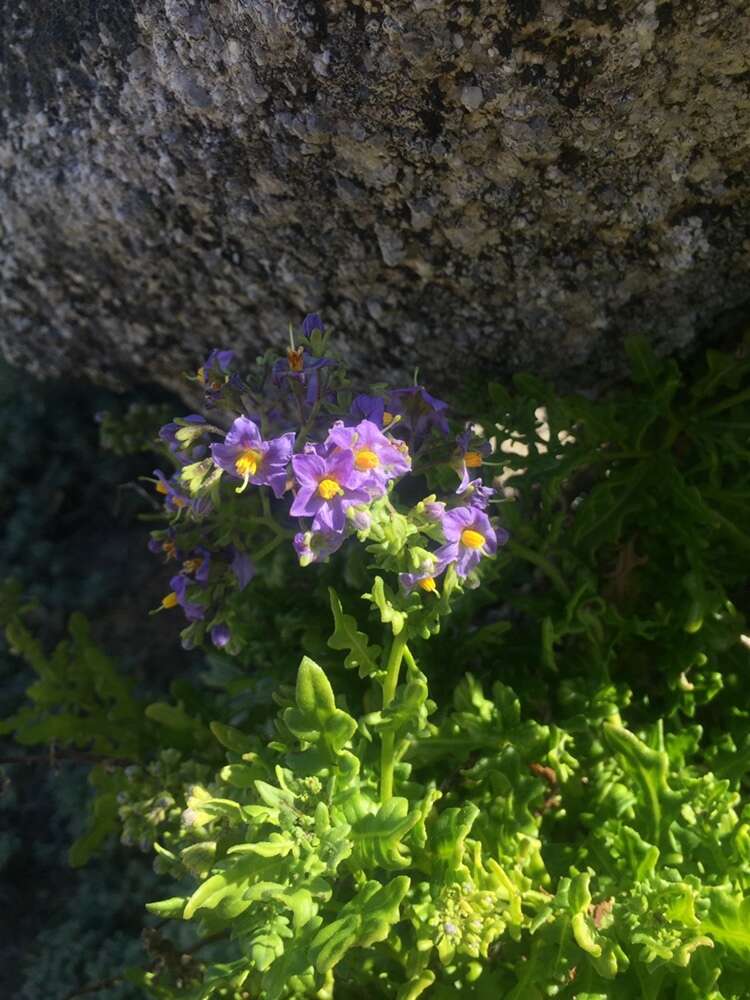 Image of Solanum pinnatum Cav.