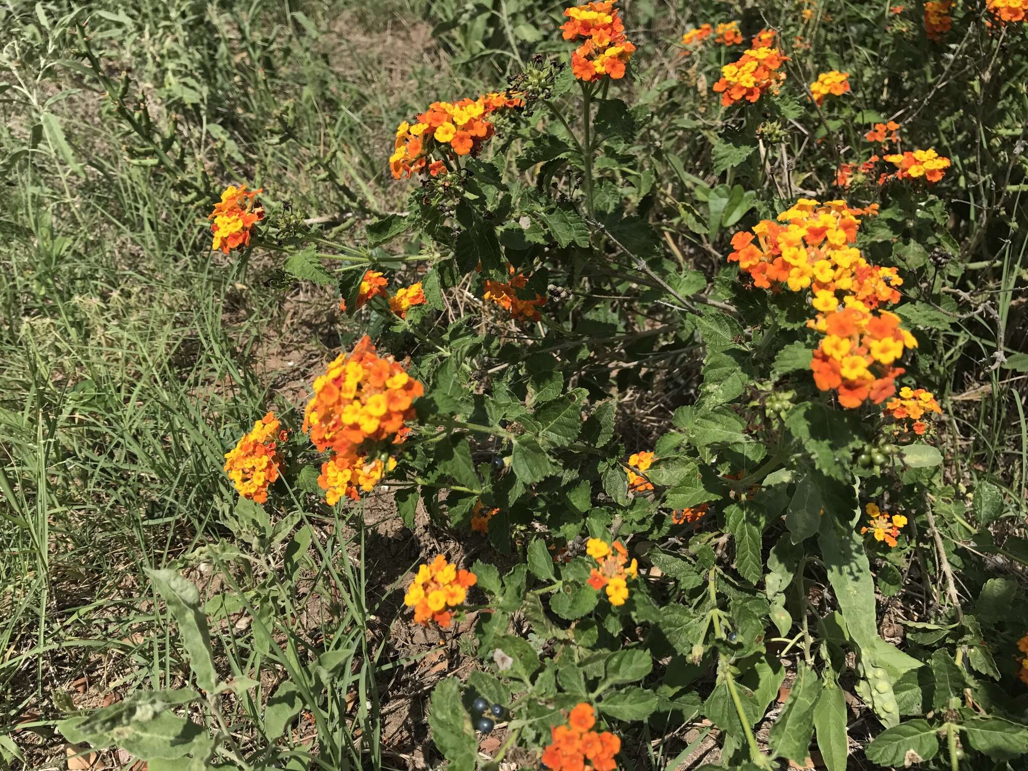 Image of West Indian Shrub-Verbena