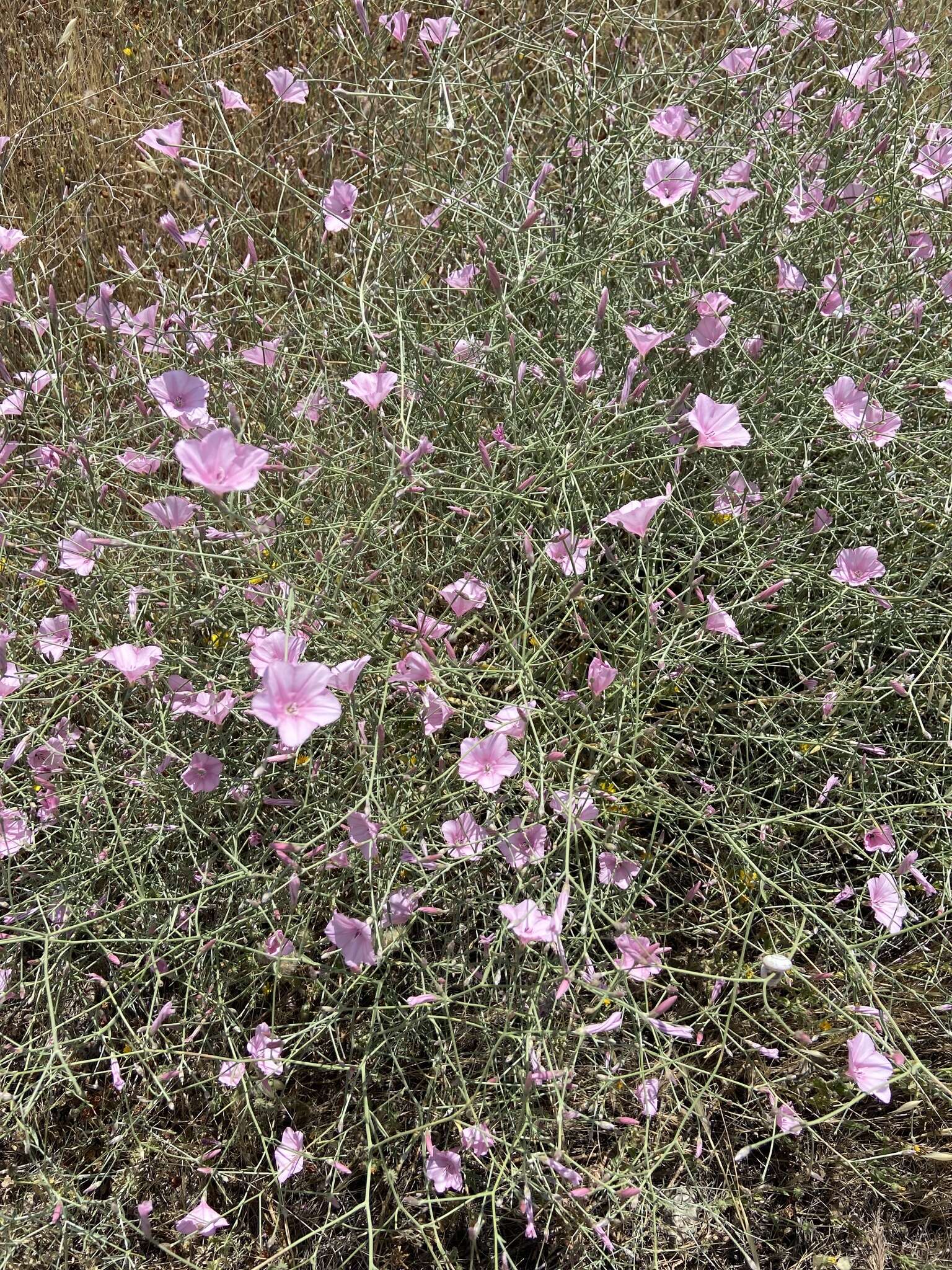 Image de Convolvulus dorycnium L.