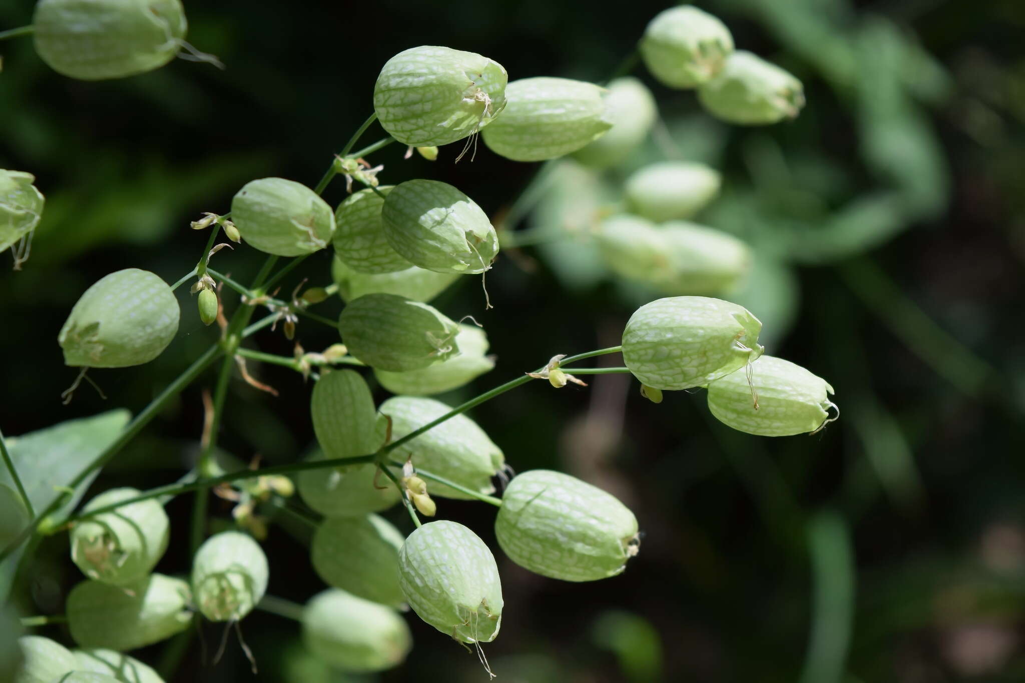 Image of Silene vulgaris subsp. bosniaca (G. Beck) Janchen ex Greuter, Burdet & Long