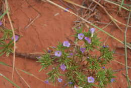 Image of Stevens' fiddleleaf