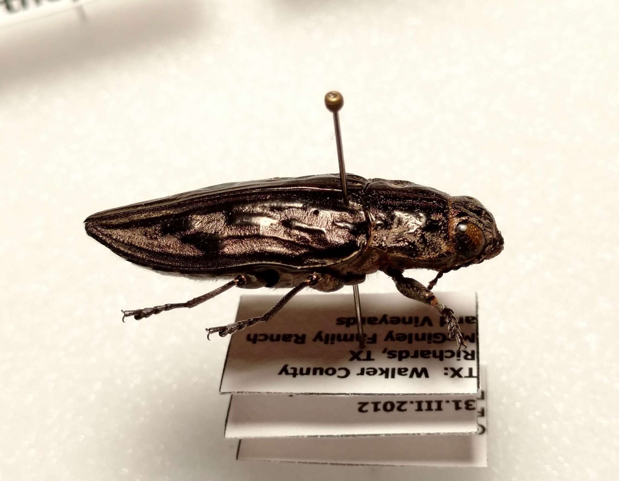 Image of Sculptured Pine Borer