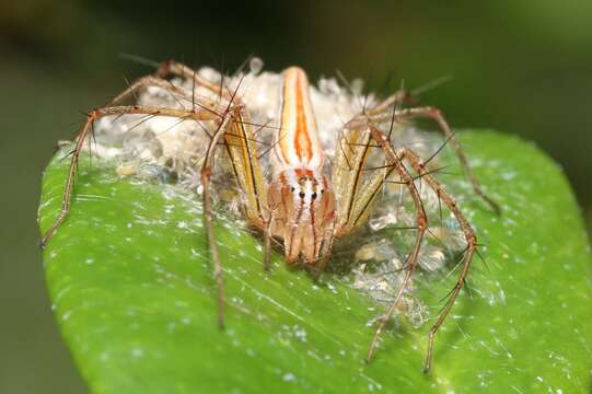 Image of Oxyopes macilentus L. Koch 1878