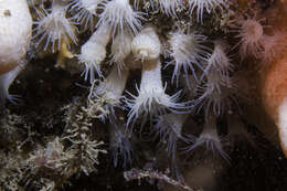 Image of white cluster anemone