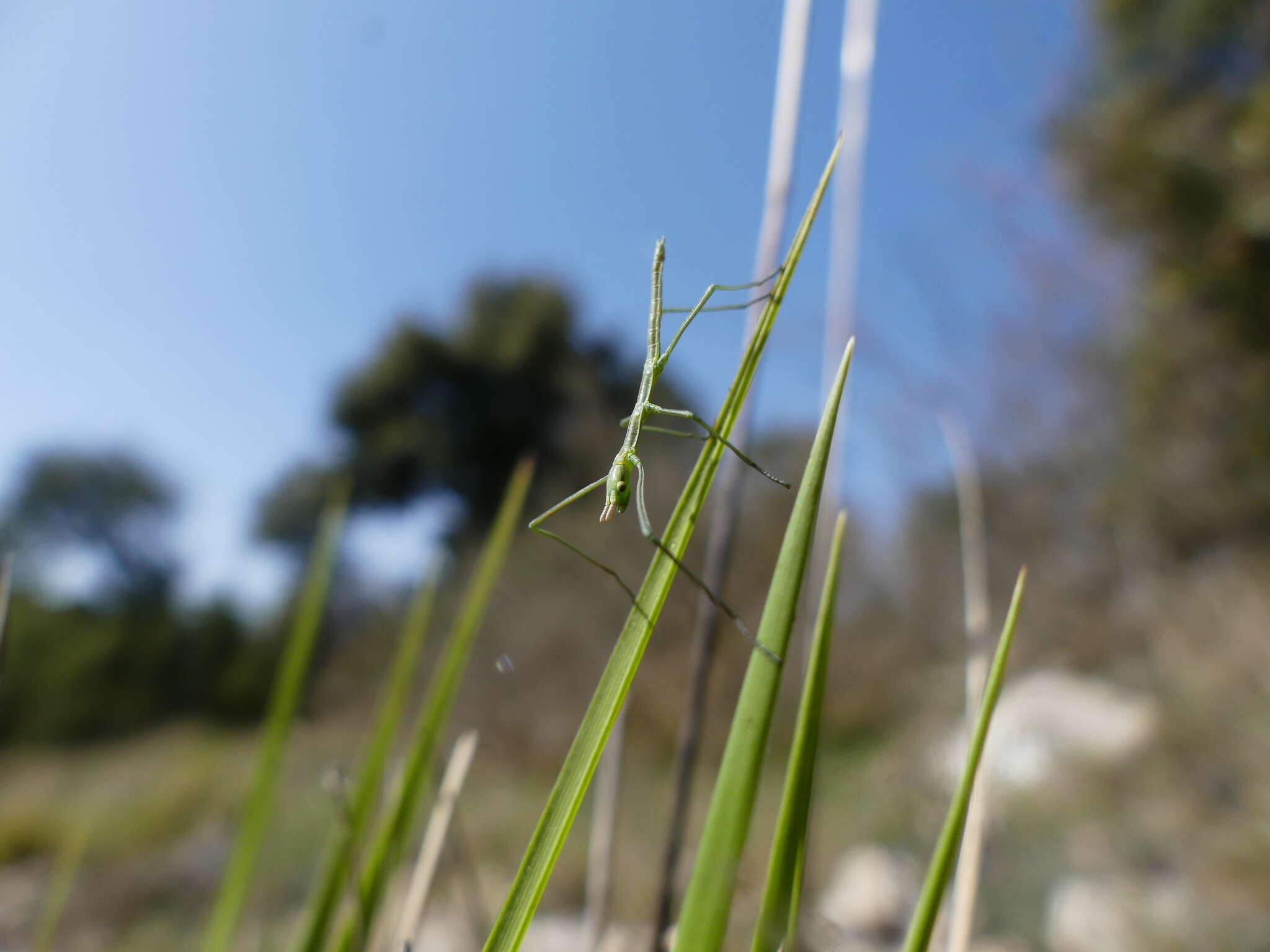 Image of Pijnackeria masettii Scali, Milani & Passamonti 2013