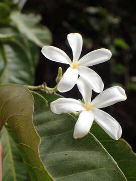 Image of Senegal saba