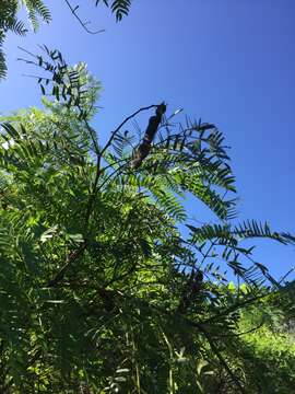 Image of Albizia inundata (Mart.) Barneby & J. W. Grimes