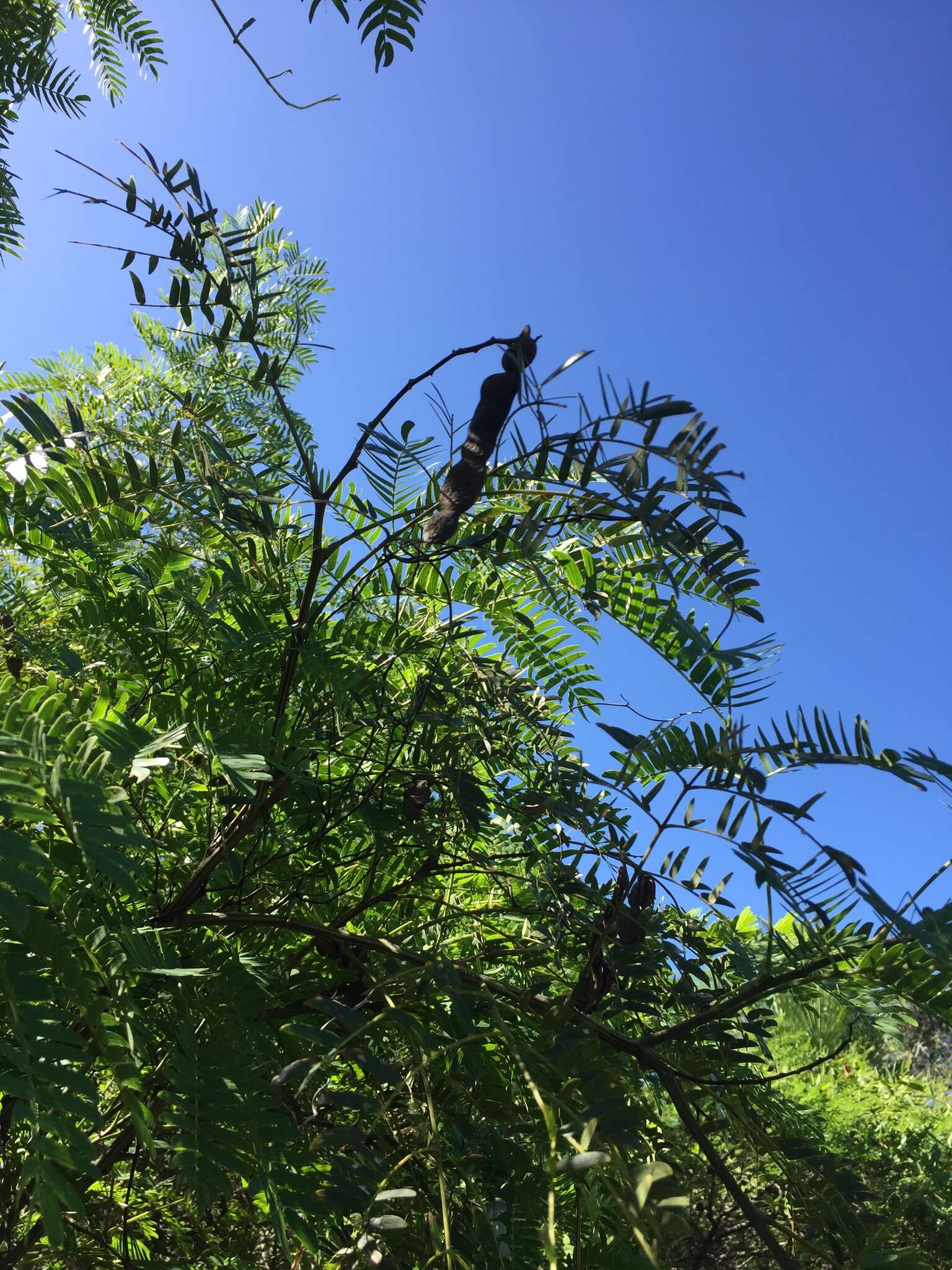 Image of Albizia inundata (Mart.) Barneby & J. W. Grimes