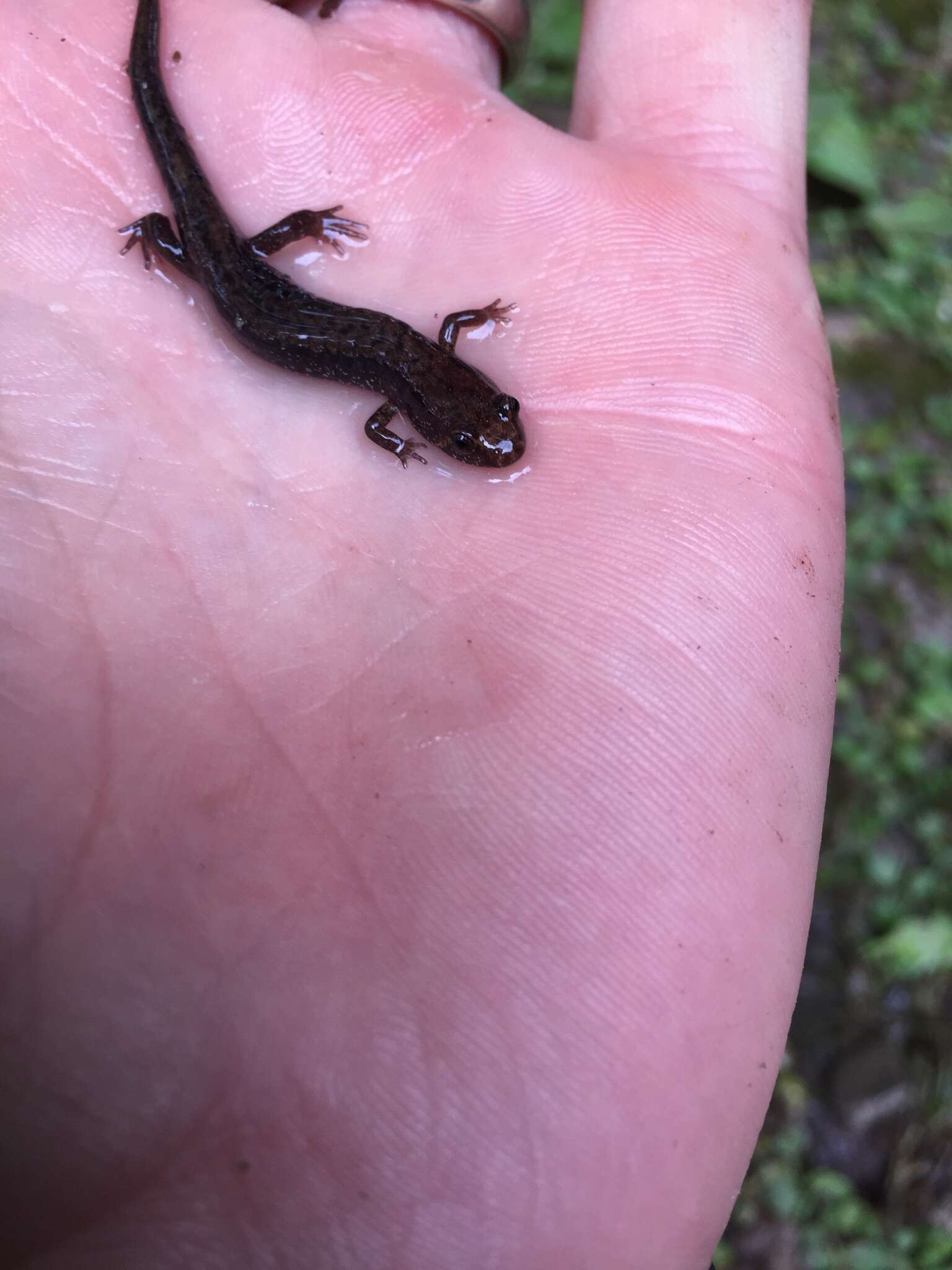 Image of Allegheny Mountain Dusky Salamander