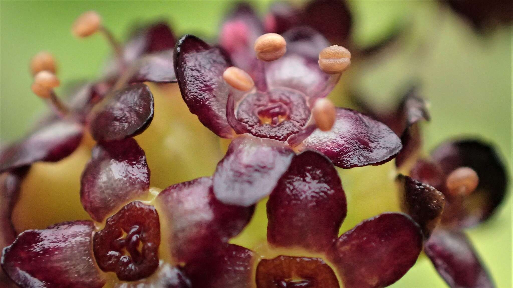 Imagem de Azorella polaris (Hombr.) G. M. Plunkett & A. N. Nicolas