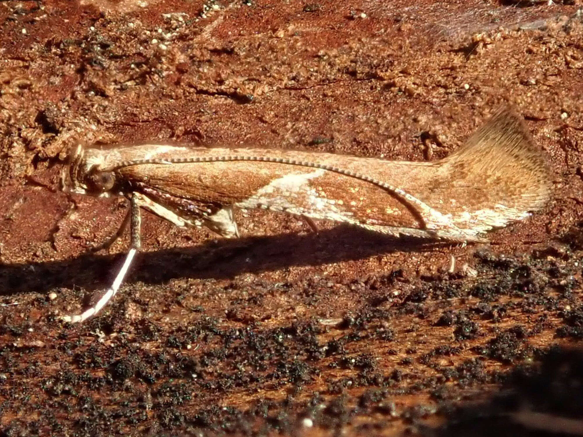 Imagem de Caloptilia stigmatella (Fabricius 1781)