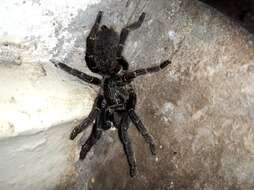 Image of Straight Horned Baboon Tarantula