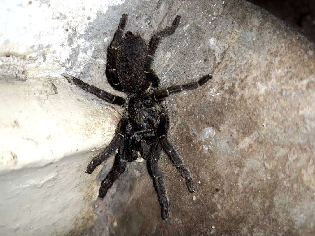 Image of Straight Horned Baboon Tarantula