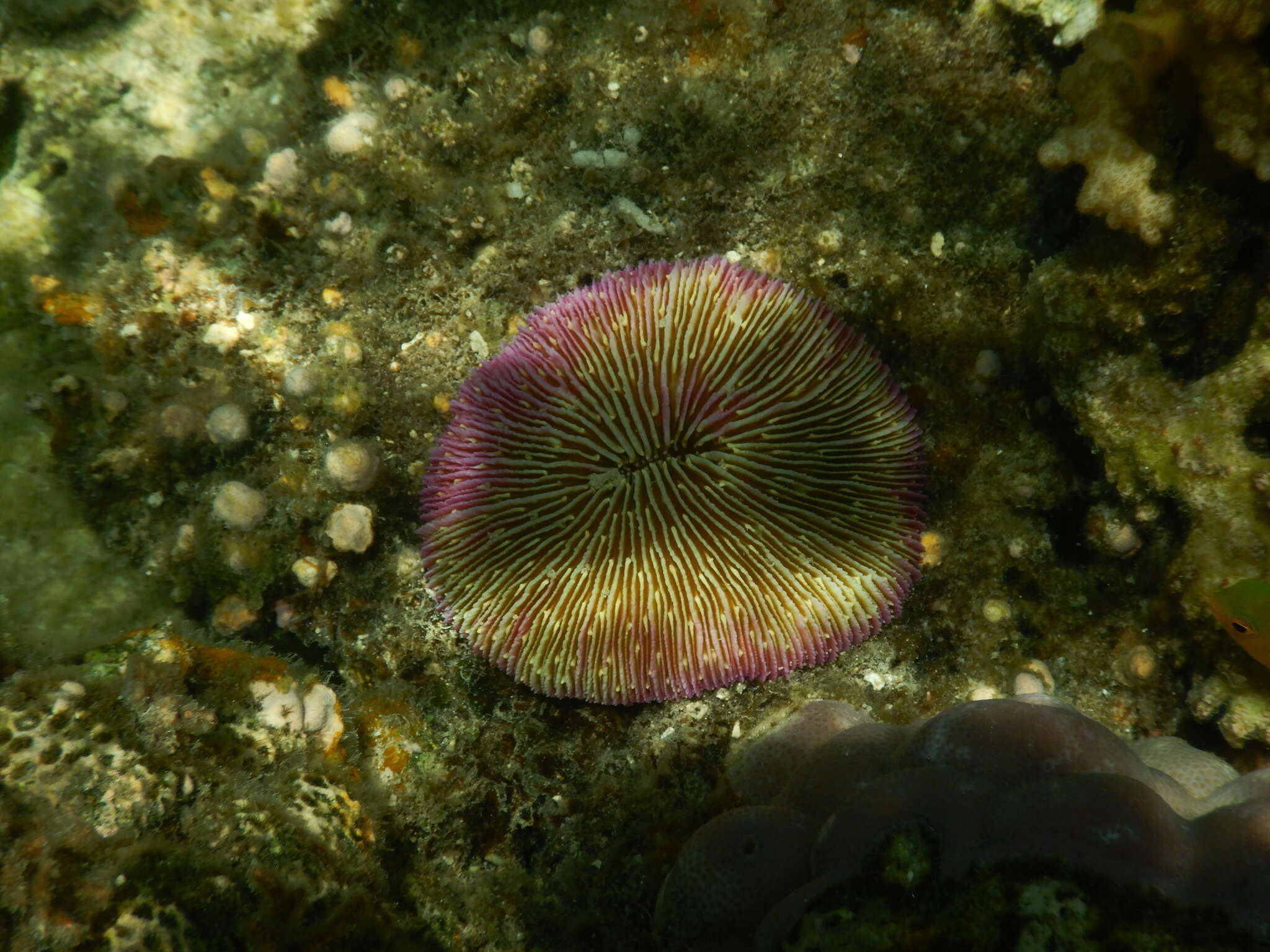 Image of Common Mushroom Coral