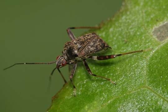 Image of Proboscidocoris malayus Reuter 1908