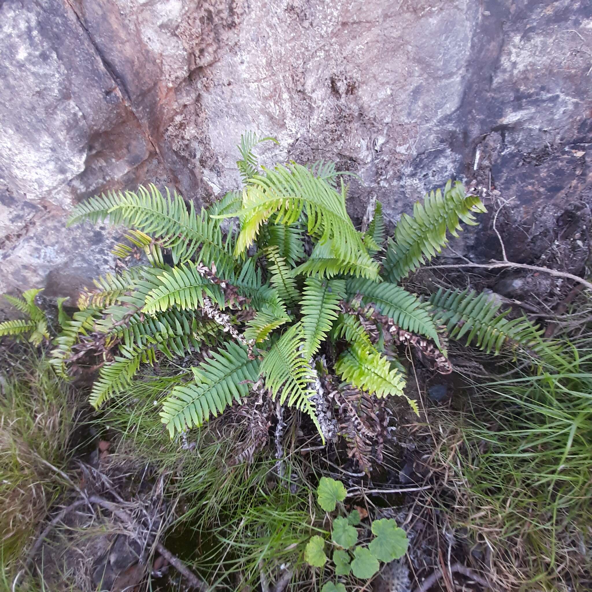 Image of Glossy Deer Fern
