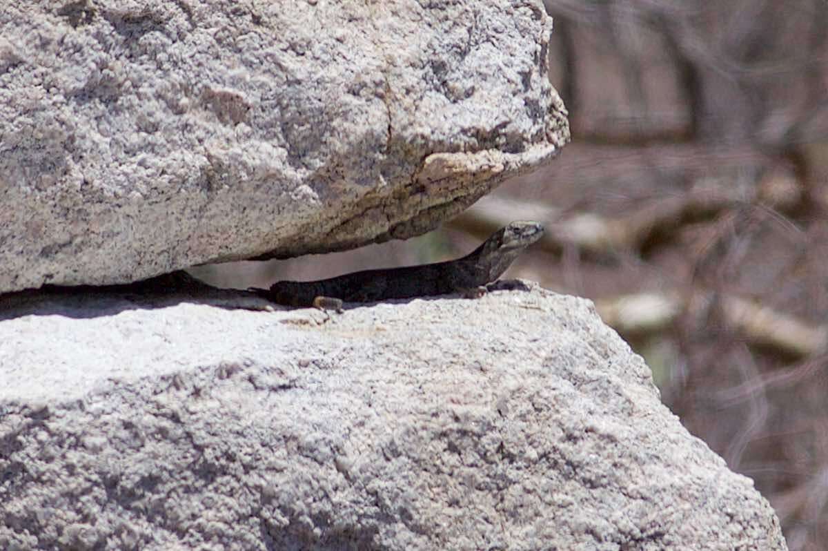 Image of Cape Spinytail Iguana