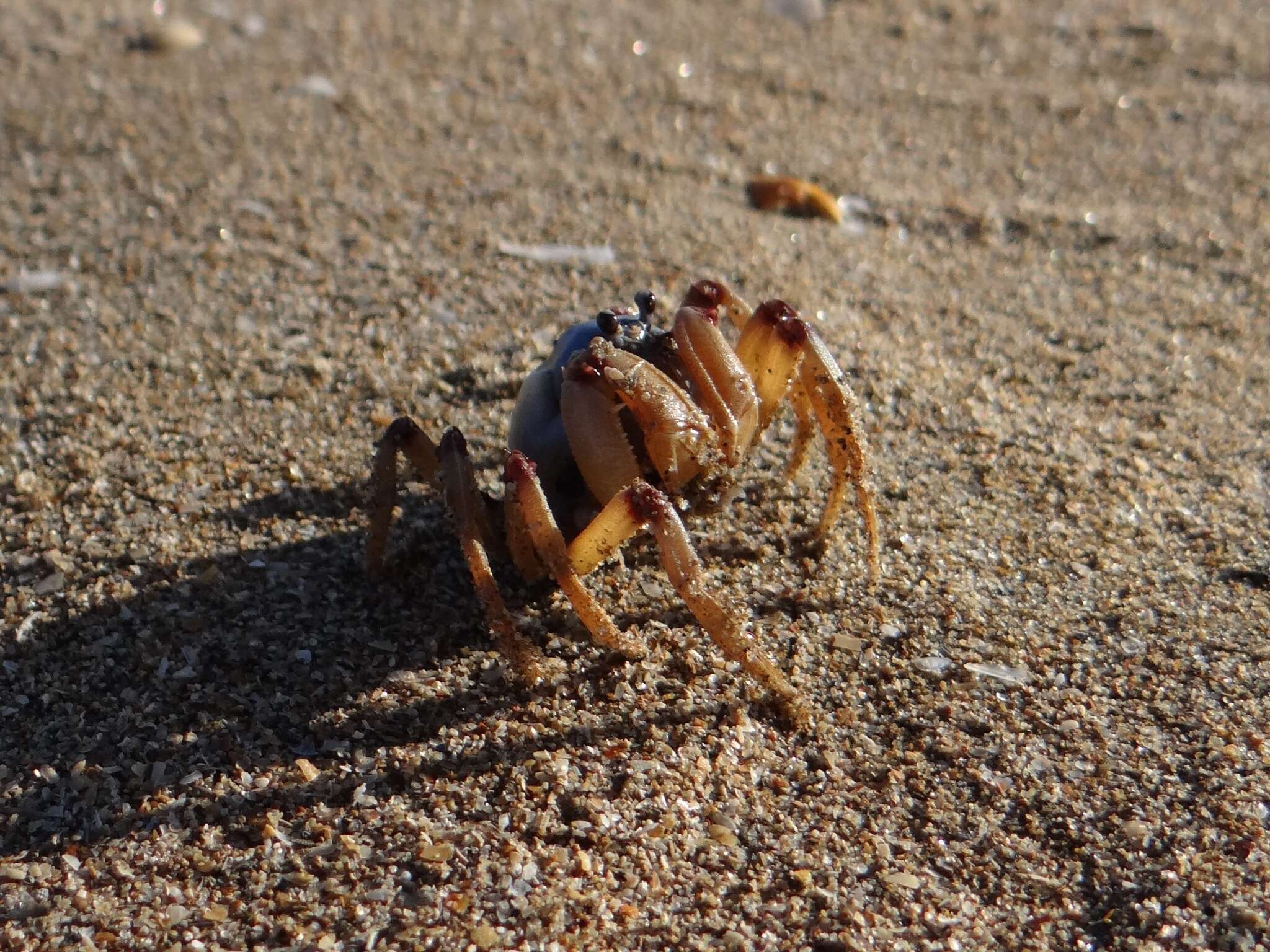 Image of Light-blue Soldier Crab