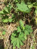 Image of Alchemilla vulgaris L.