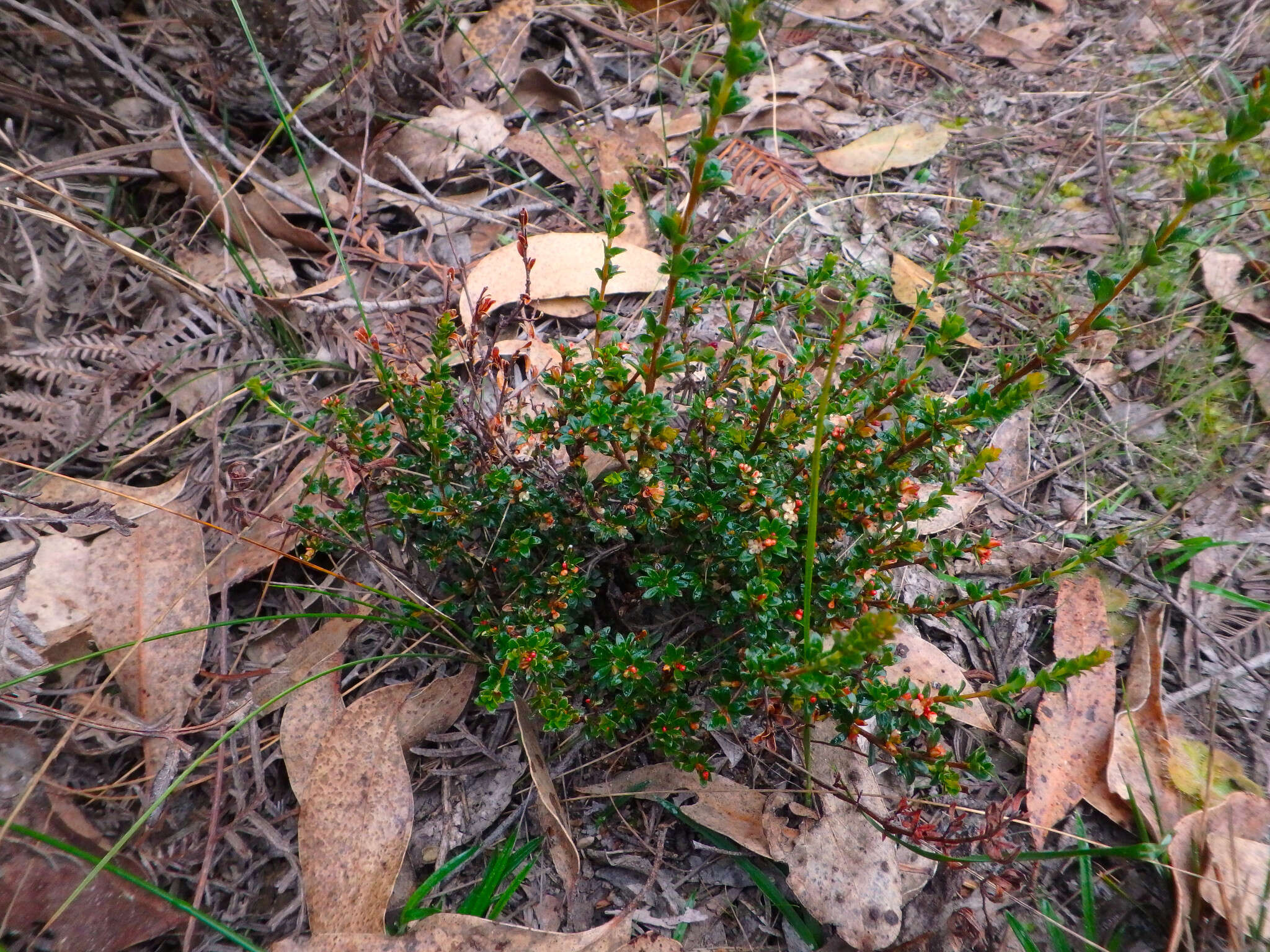 Image of Micrantheum demissum F. Muell.