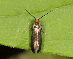 Image of Goldcap Moss-eater Moth