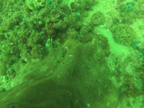 Image of Jewel moray