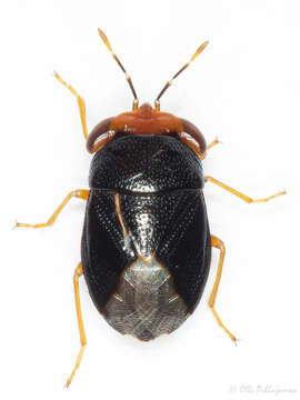 Image of Geocoris (Piocoris) erythrocephala (Lepelitier & Serville 1825)