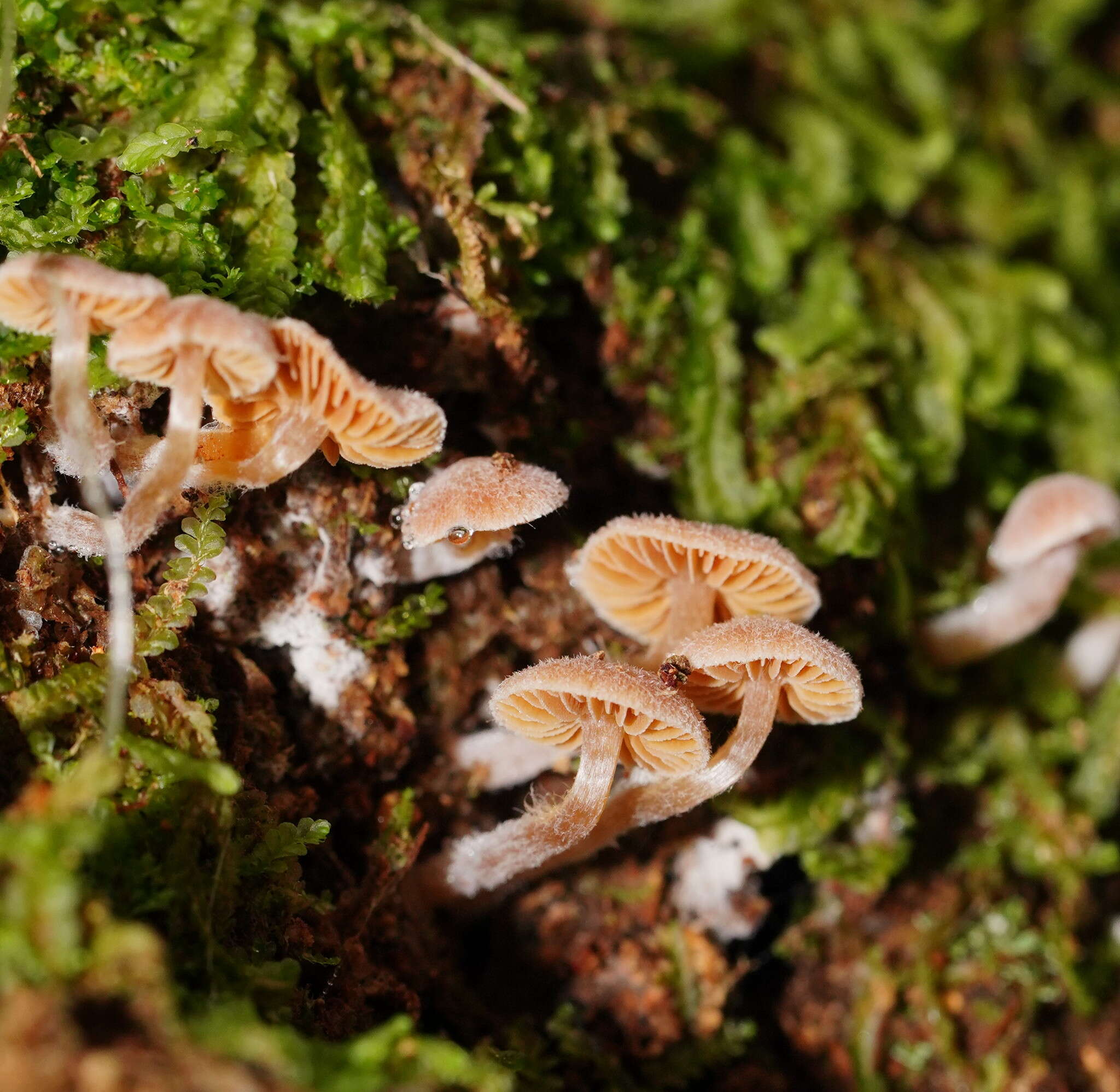 Imagem de Inocybe austrofibrillosa Grgur. 2002