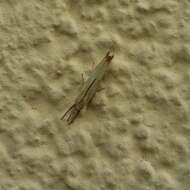 صورة Agriphila straminella