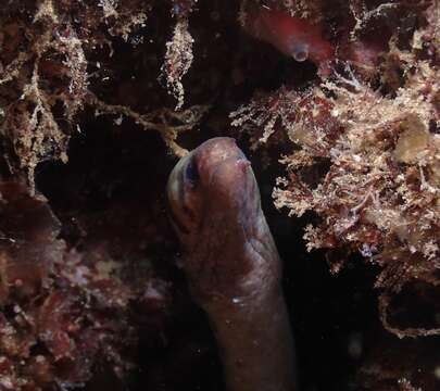 Image of Graceful-tailed moray