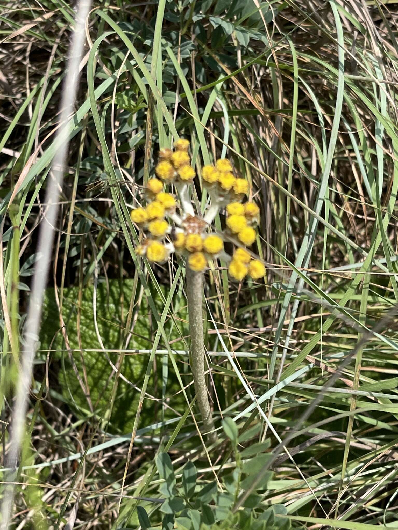 Слика од Helichrysum acutatum DC.