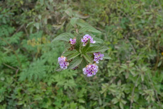 Image of Lippia junelliana (Moldenke) Tronc.