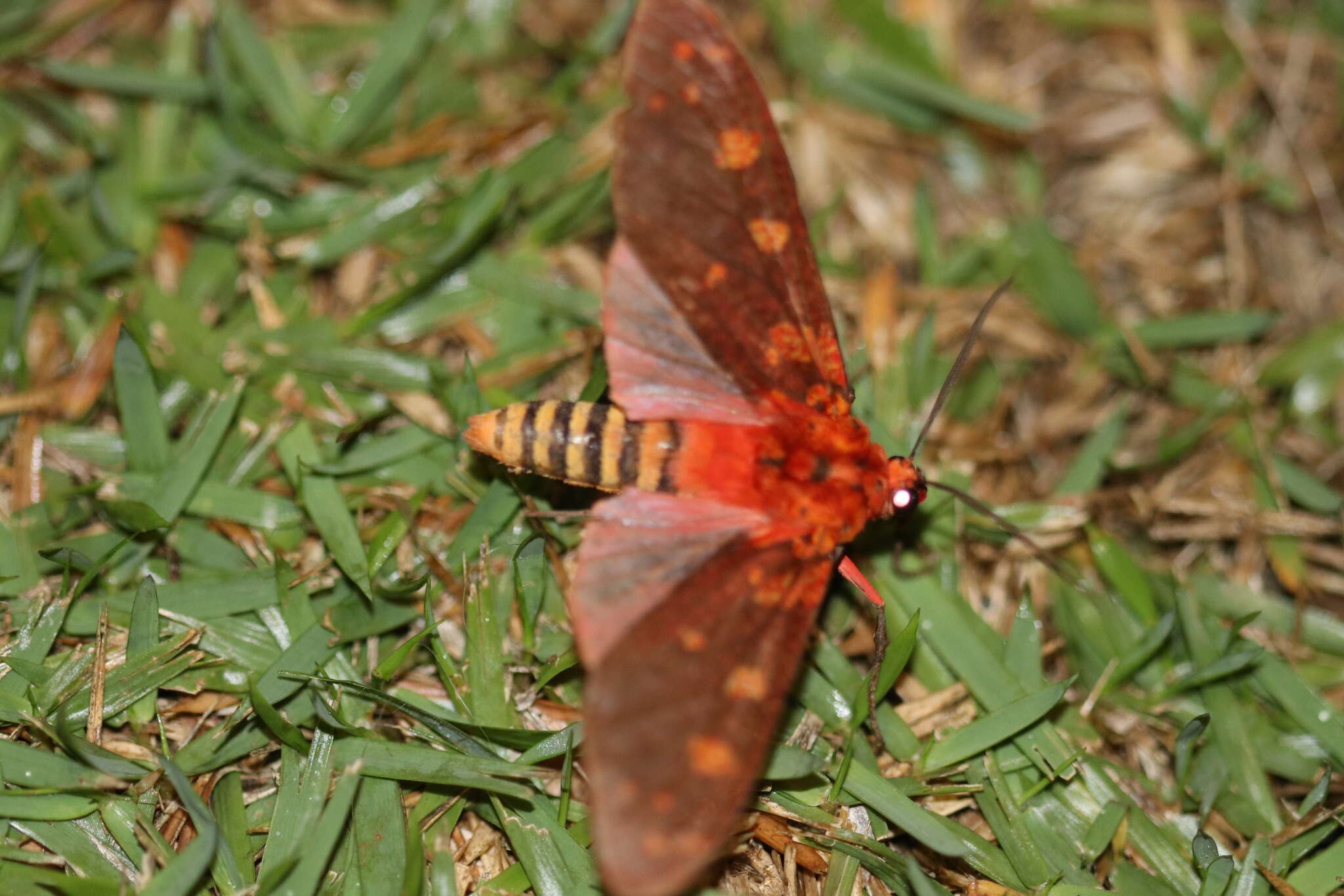 Imagem de Elysius cingulata Walker 1856